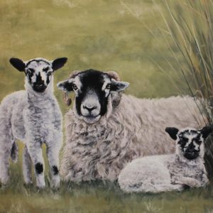 Swaledale Sheep and Lambs