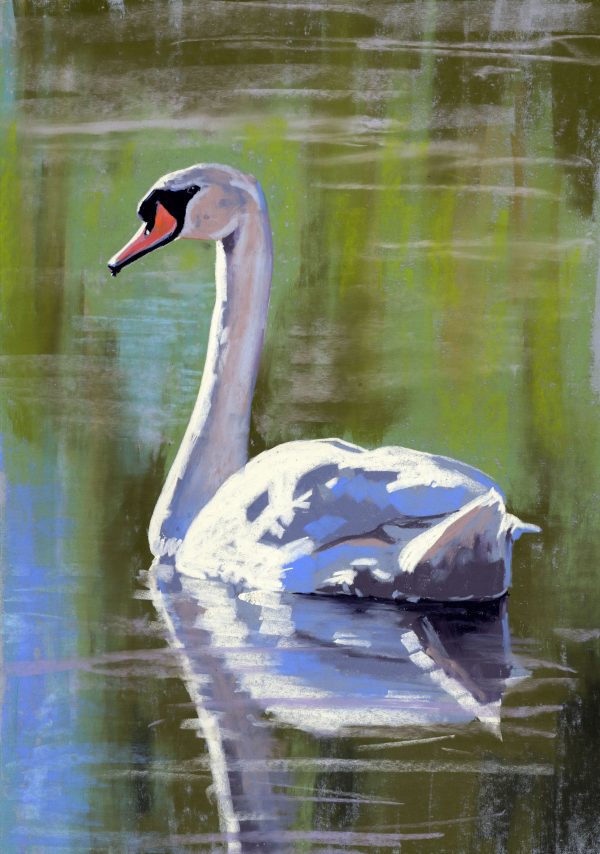 Swan2