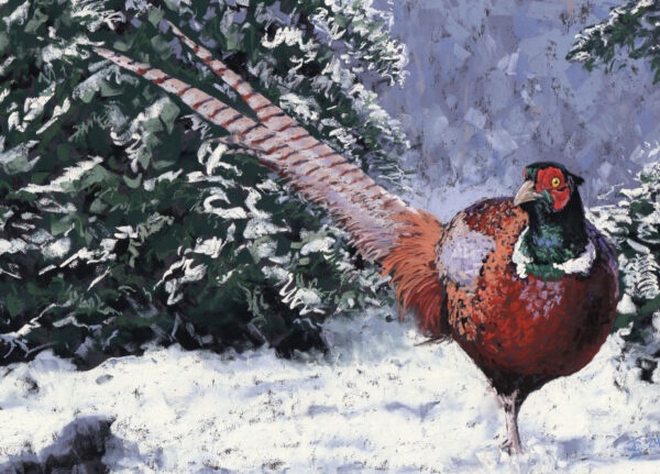 Pheasant in Snow - Christmas cards