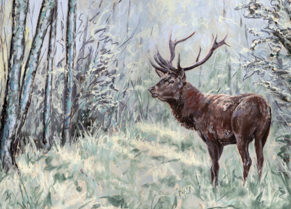 Stag in Snow - Christmas cards