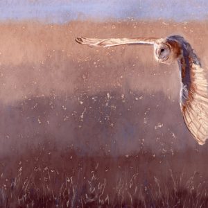 Barn Owl Hunting