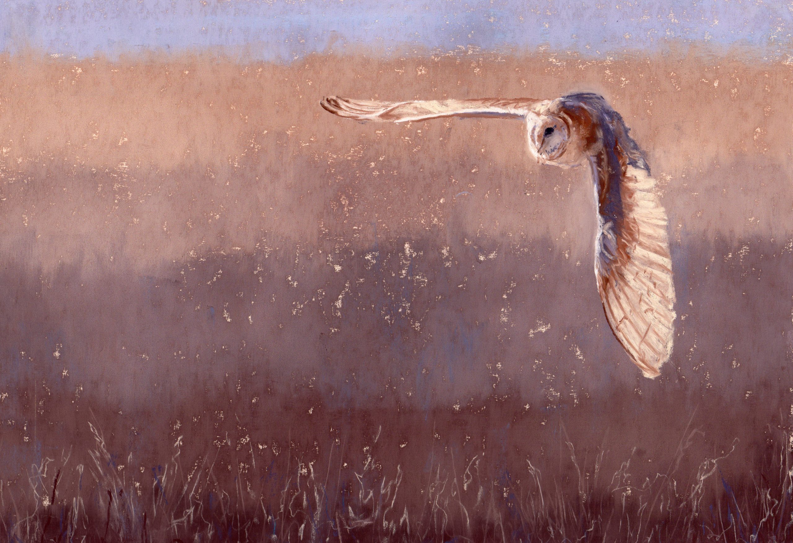 Barn Owl Hunting