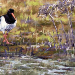 Oyster Catcher